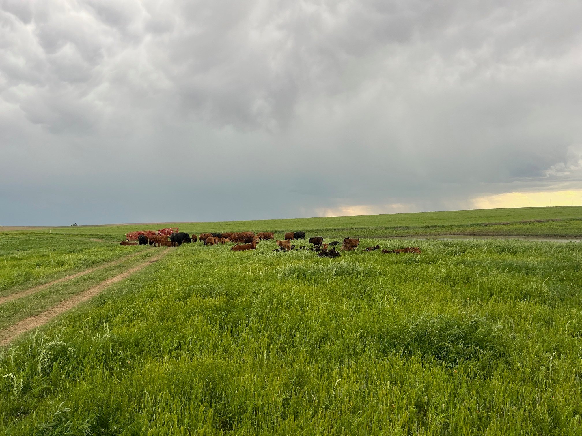 Cattle grazing in a lush green field under a cloudy sky, with a dirt path leading through the landscape.