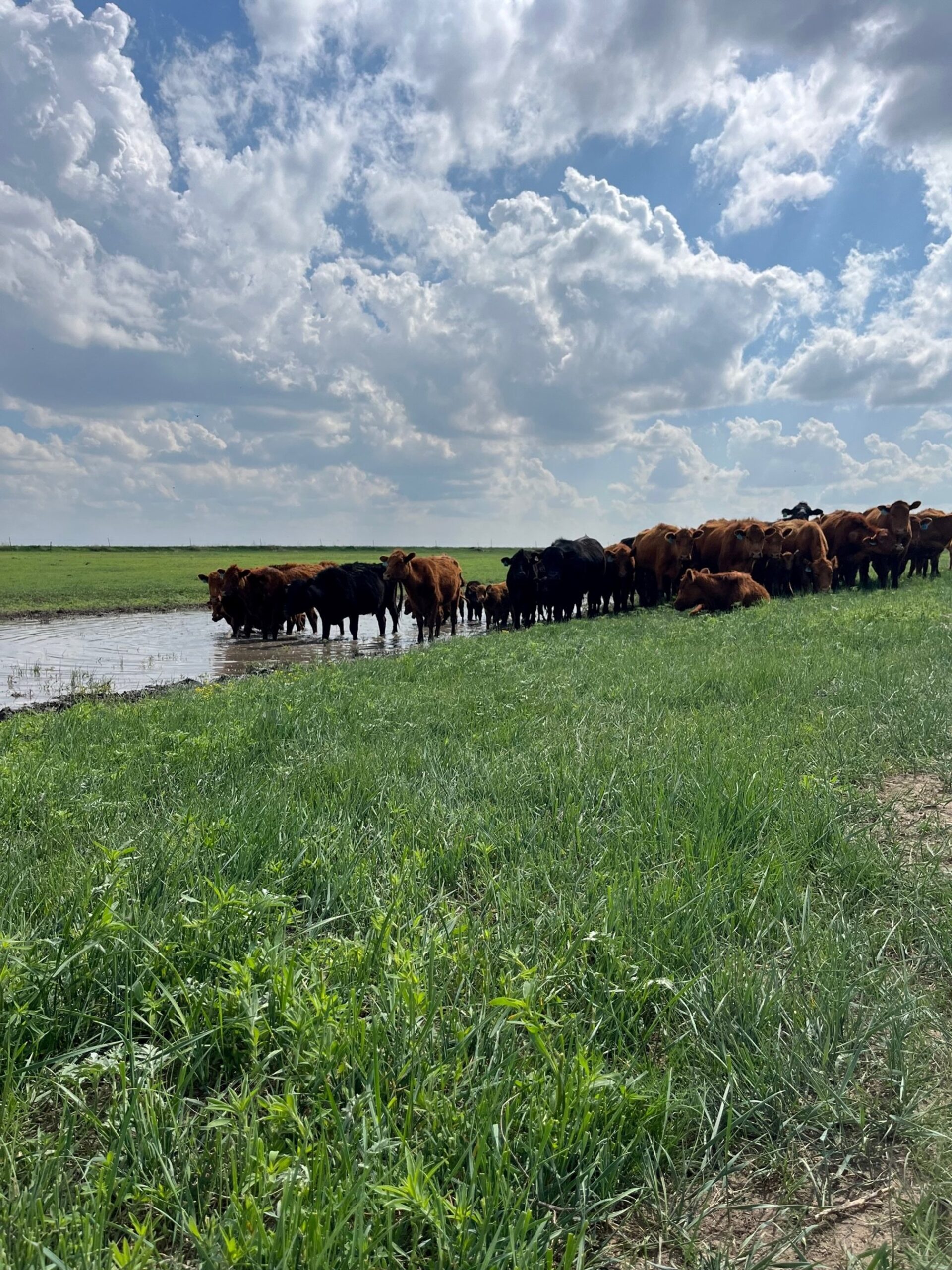 Herd of cattle drinking from a pond in a lush green pasture under a partly cloudy sky, highlighting rural farming and livestock management.